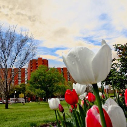 Dorms and Tulips