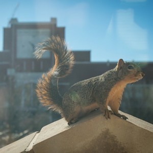 squirrel on campus