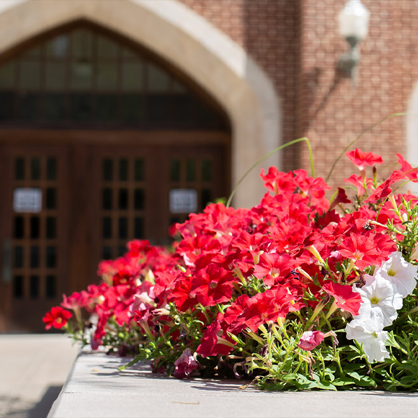 Close up of red and white flowers on campus (decorative)